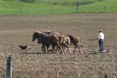 Amish man plows field
