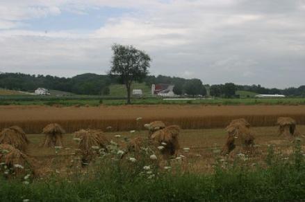Wheat shocks in the field.